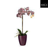 Phalaenopsis Mauve In Pot Ø10Cm - H47Xd18Cm
